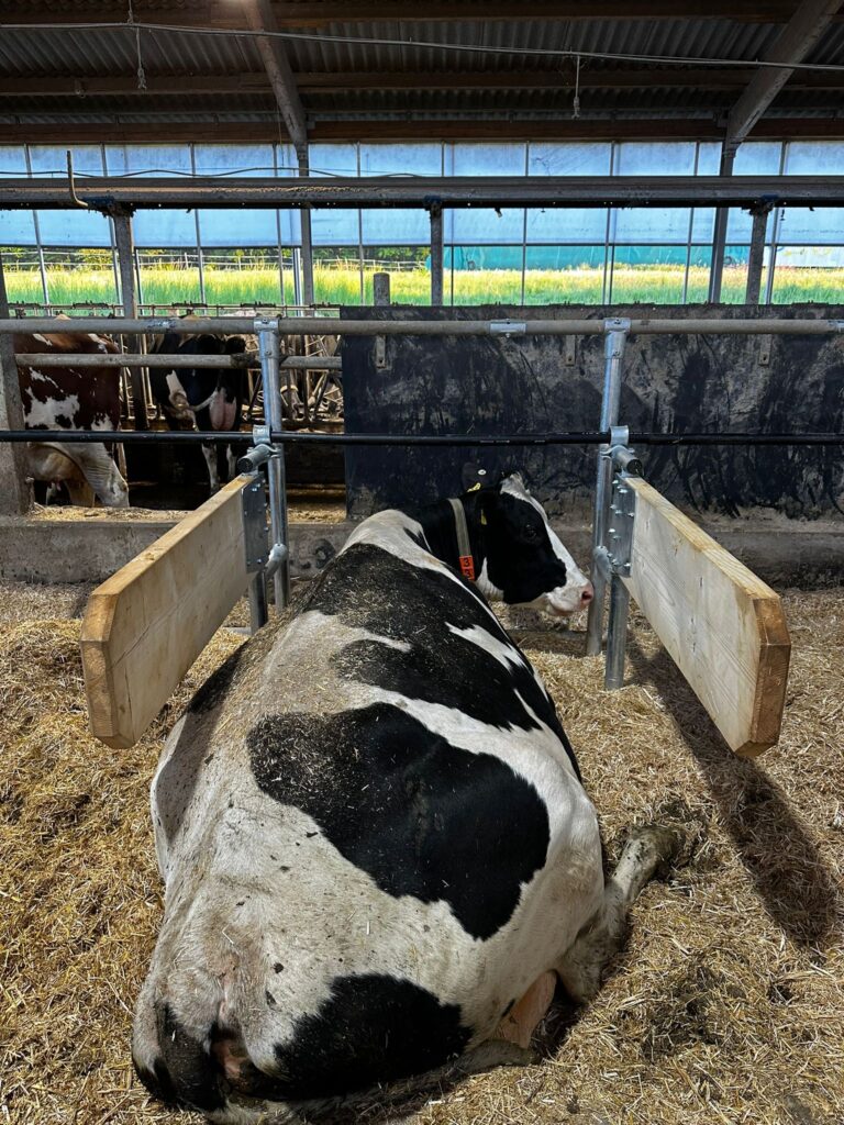 63d6d858 1f26 4119 8888 60800df773f6 768x1024