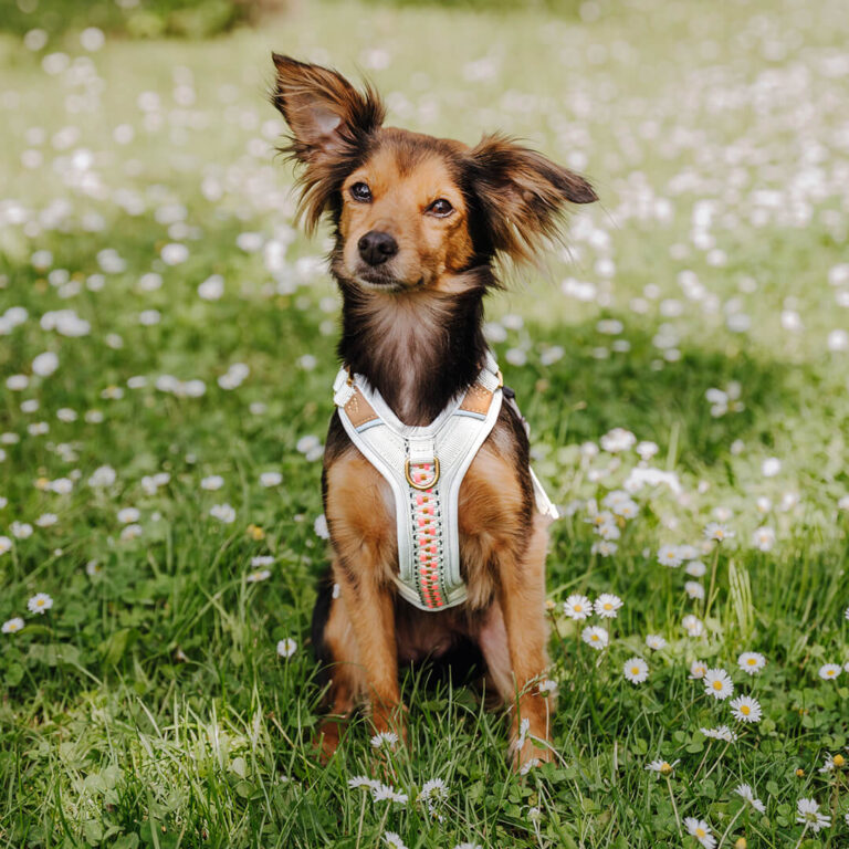 hundegeschirr gepolstert pink beige hund vorne xs 768x768